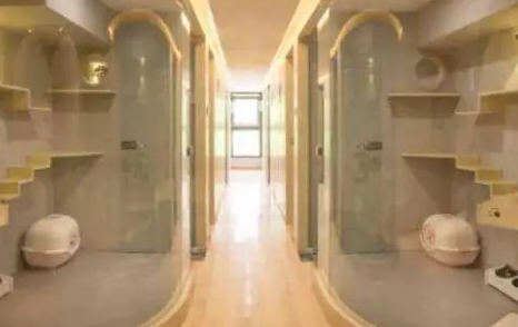 该如何给猫咪选择合适的寄养服务？