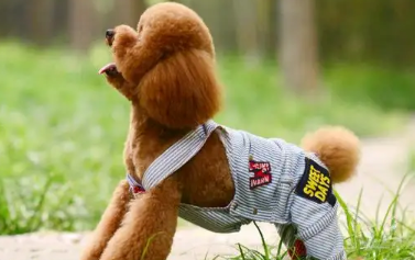 泰迪什么颜色的最贵？一起来了解下吧！