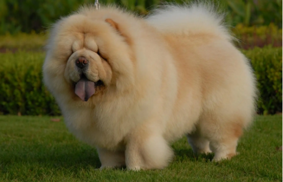 松狮怎么看品相?铲屎官们知道吗? 松狮怎么看品相?铲屎官们知道吗?