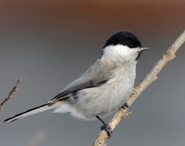 褐黄沼泽雀自带仙气,越养越值钱! 褐黄沼泽雀自带仙气,越养越值钱!