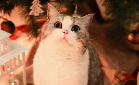 小猫多久打针驱虫比较好？打驱虫针要注意这些细节哦！