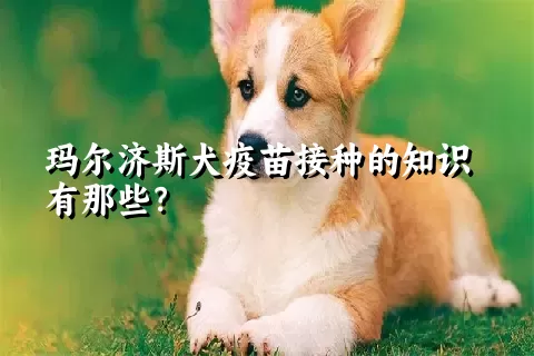 玛尔济斯犬疫苗接种的知识有那些?