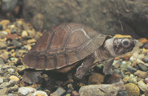 齿缘摄龟耐寒吗？铲屎官不可大意！