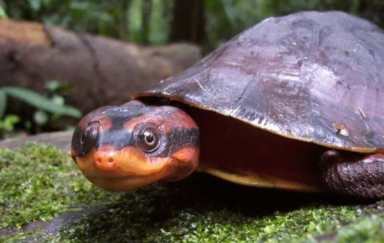 亚马逊彩龟好养吗？我来告诉你