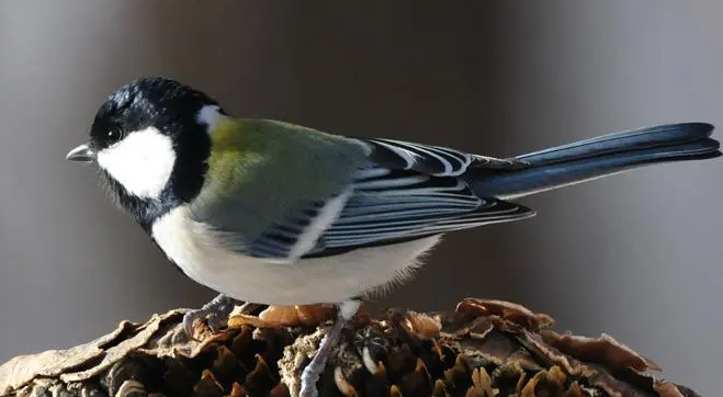 大山雀的寿命有多少年?来看看这里吧 大山雀的寿命有多少年?来看看这里吧