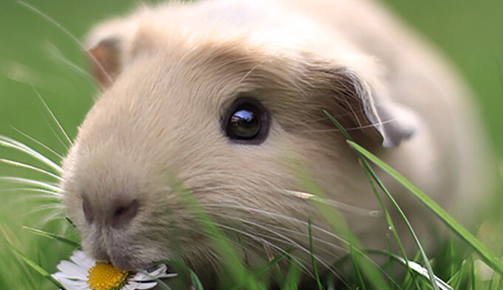 荷兰猪一天喂几次食？新手养荷兰猪要注意！