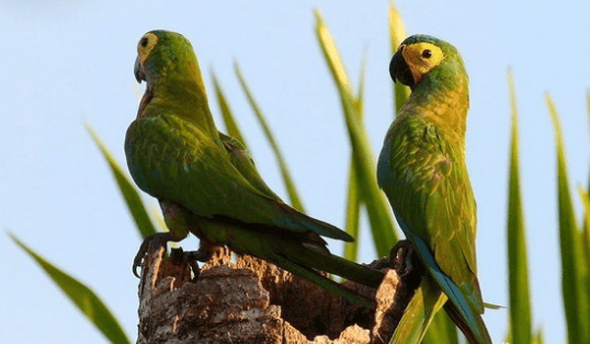 红腹金刚鹦鹉的饲养秘诀就在这，快来看看吧！