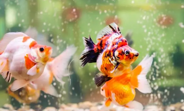 养鱼必备增氧气泵，怎么正确选择和使用？这6点你要注意