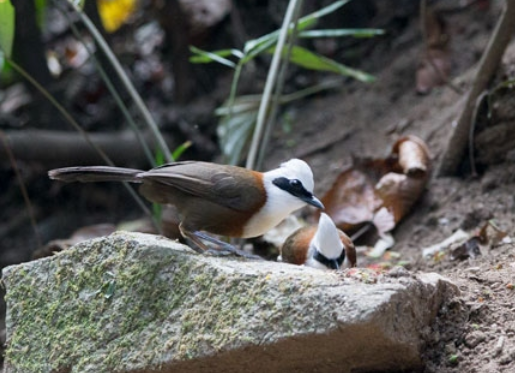 白冠噪鹛鸟怎么喂养，你们知道吗？