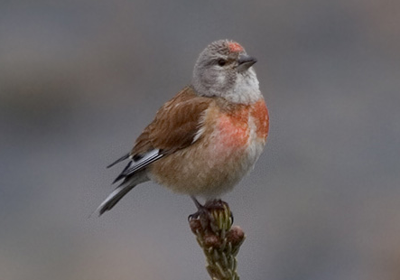给你讲解，赤胸朱顶雀怎么分公母？