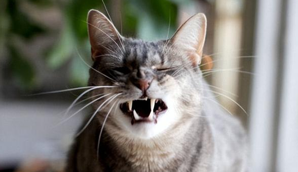 了解一下猫一直喘气呼吸急促的原因吧！