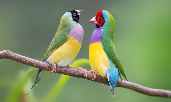 五彩文鸟怎样分辨公母？这里有方法~