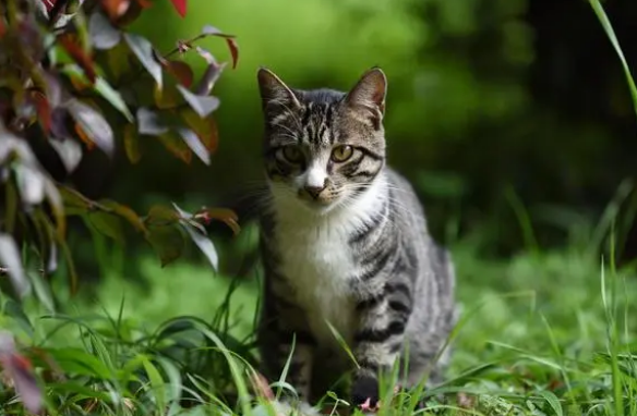 养猫经验：猫耳螨用什么药治疗的最彻底