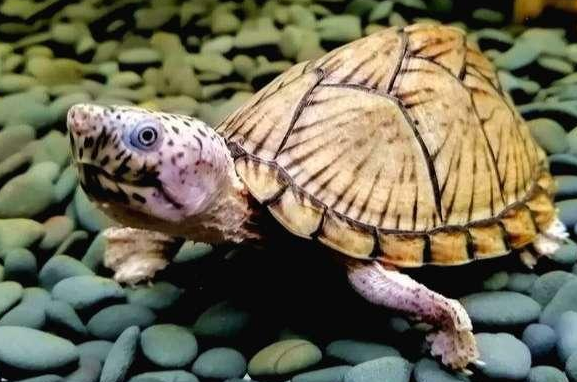 剃刀龟怎么冬眠好？此文有答案