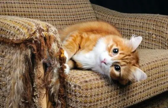 猫抓板、猫抓柱，哪种才是猫咪真爱？