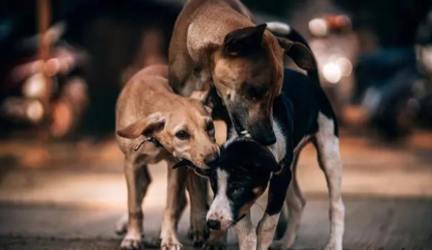 如果狗狗有这些表现,说明缺乏微量元素! 如果狗狗有这些表现,说明缺乏微量元素!