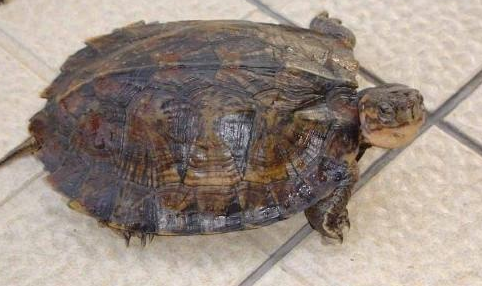 条颈摄龟能长多大多重？饲养需要注意什么？