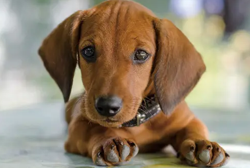 腊肠犬如何洗澡？一起来了解一下吧！