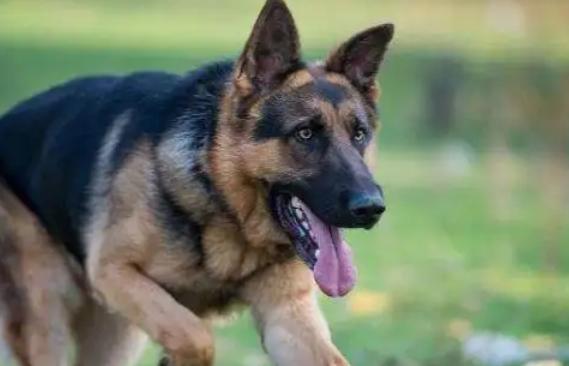 作为宠主必须要了解的黑贝狗和德牧区别！