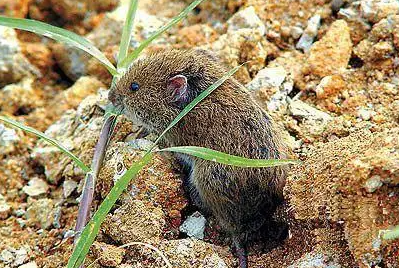 想了解贡德氏田鼠好养吗?速来收藏这篇文章~ 想了解贡德氏田鼠好养吗?速来收藏这篇文章~