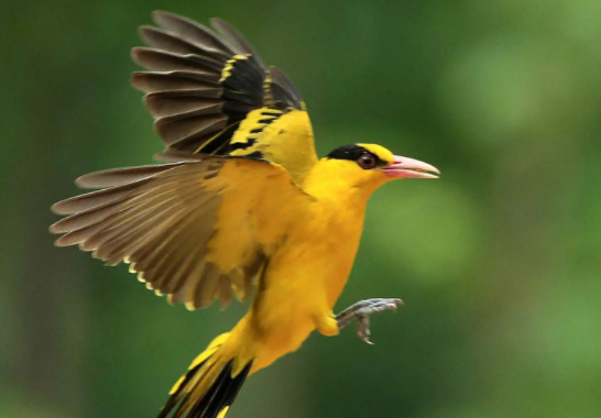 黄鹂鸟怎么分别公母？原来是这样！