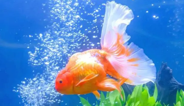 怎么保证鱼缸里的溶氧量？用增氧泵，详解关于增氧泵的那些事