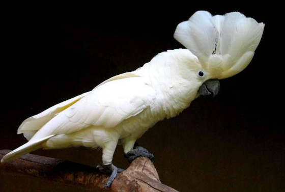 白凤头鹦鹉吃什么食物？鸟友可以瞧瞧~
