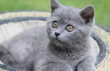 想要女蓝猫名字独特一点?看过来! 想要女蓝猫名字独特一点?看过来!
