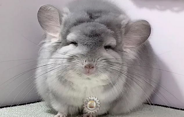 每日一问，我们经常饲养的宠物龙猫是猫吗？