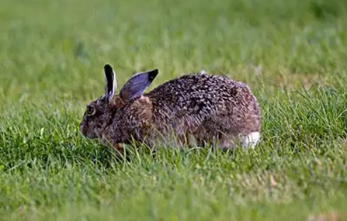 粗毛兔价格多少？来看看粗毛兔多少钱一只吧