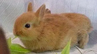 香槟兔品种知识，快来了解一下