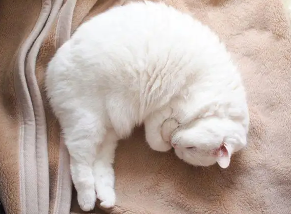 猫咪总是爱睡觉？教你辨别它是睡觉还是生病了！