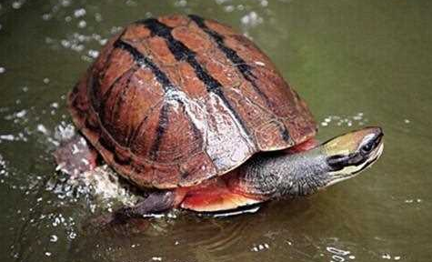 龟龟饲养知识点：石金钱龟喂养方法