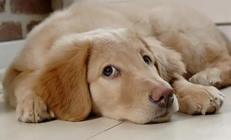 金毛外伤可以吃阿莫西林吗? 金毛外伤可以吃阿莫西林吗?