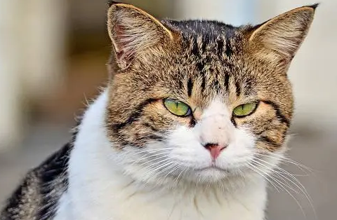 市面上普遍用的宠物驱虫药有哪些（体外篇）