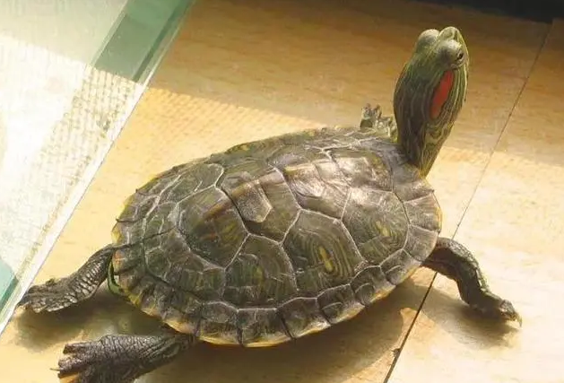 巴西龟怎么养吃什么？养的人看过来