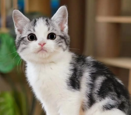 蓝白和美短配出来是这样的品种哦