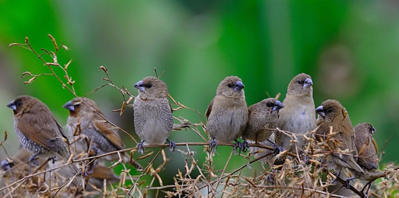 斑文鸟可以活多长时间?一般这么长时间 斑文鸟可以活多长时间?一般这么长时间