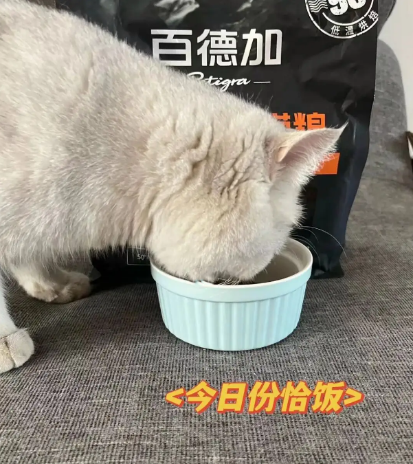 小白的心水好物--百德加低温烘焙猫粮❗