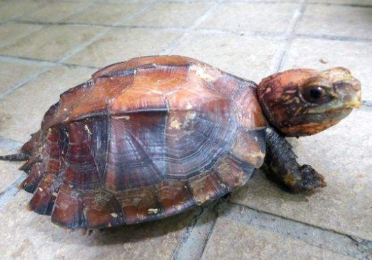 看过来，锯缘龟不吃东西怎么办？