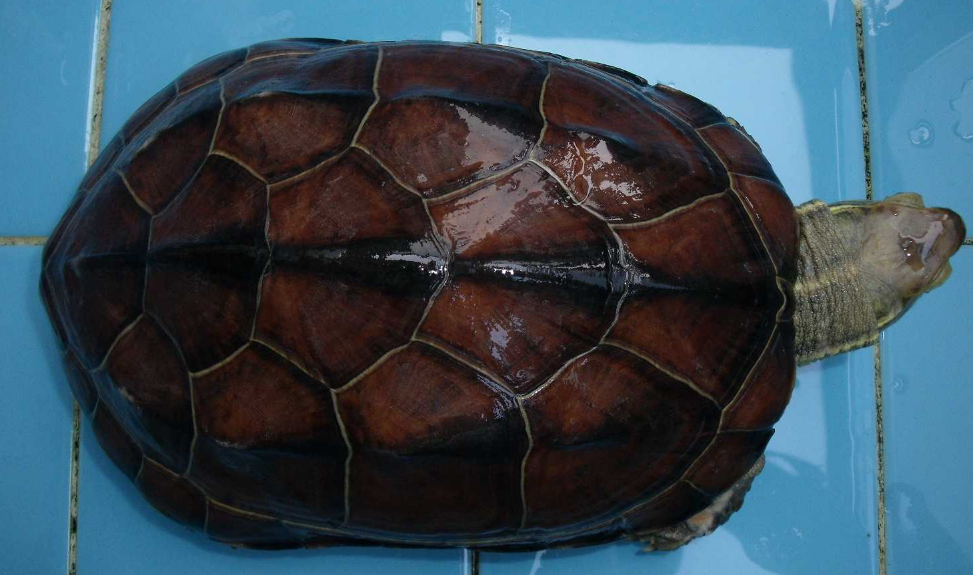 养龟小技巧：腊戍拟水龟饲养方法