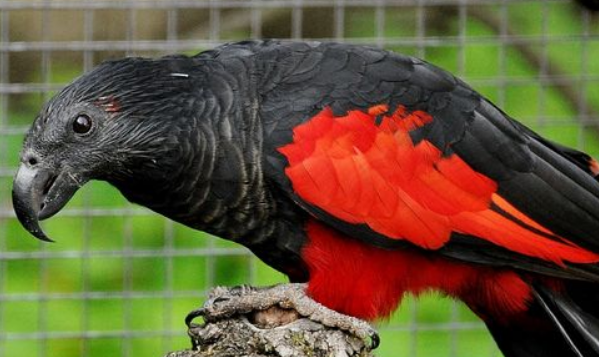 彼斯奎氏鹦鹉价格多少？本文帮你科普