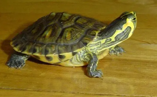 黄腹滑龟好养吗？想养的看过来