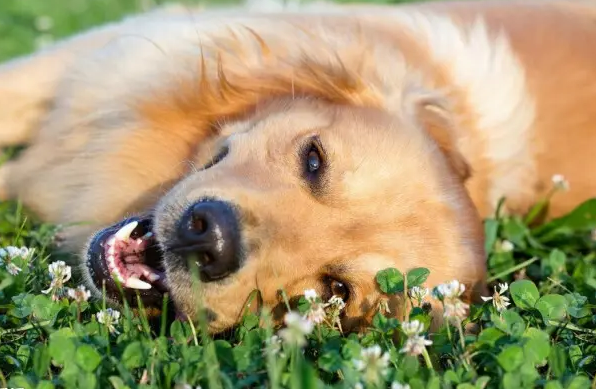 金毛咬人吗凶不凶？需要提前知道