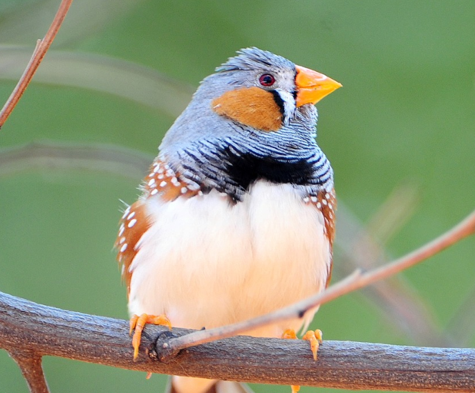 斑胸草雀价格具体多少看以下文章！