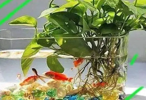鱼缸里放上几种漂亮“野草”，漂亮又灵气，净化水质强