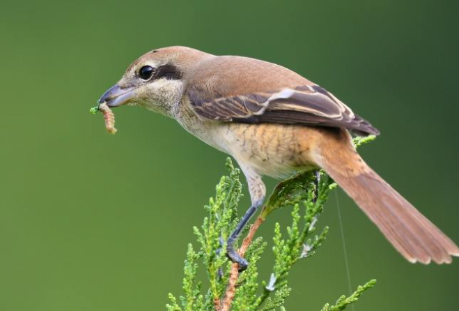 鸟知识科普，红尾伯劳家养喂什么最好？