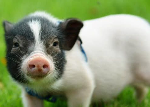 巴马香猪爱吃香蕉树吗？一文全知道！