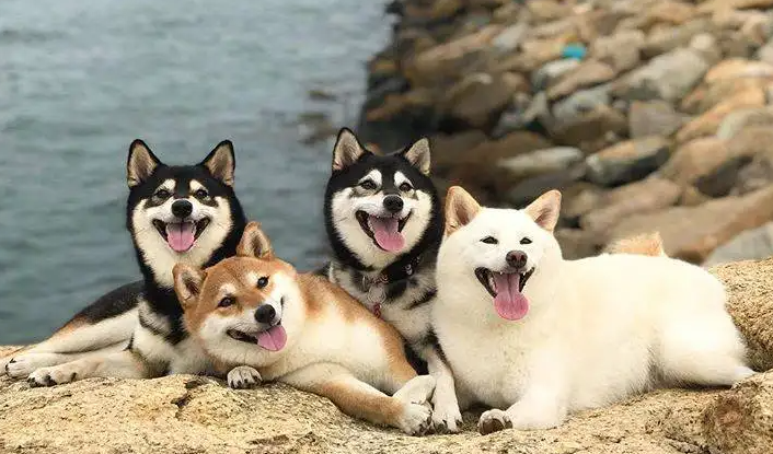 柴犬聪明吗？养狗狗的铲屎官了解一下！