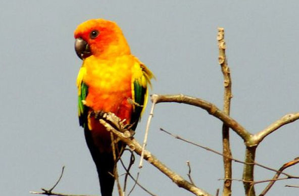 太阳锥尾鹦鹉价格，你们知道吗？